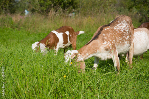 Nubian goats graze in a meadow on a summer sunny day