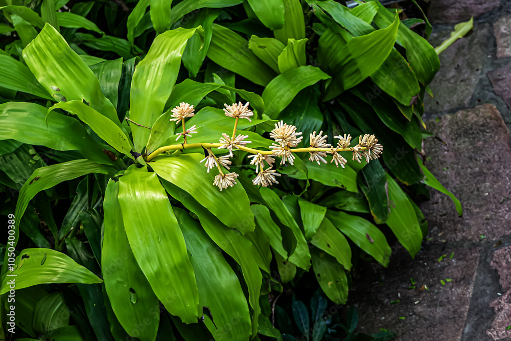 Obraz premium A close-up of tropical flowers surrounded by lush green leaves at Artis Zoo. Amsterdam, the Netherlands.