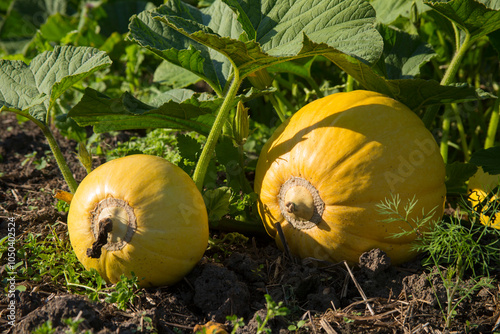 Yellow pumpkins ripen in the garden