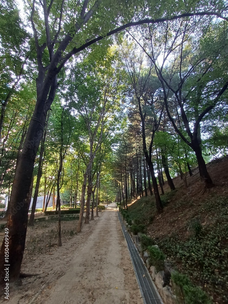 Fototapeta premium forest
