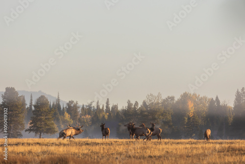 Herd of Elk at Sunrise during the Rut in Autumn in Grand Teton Naitonal Park Wyoming