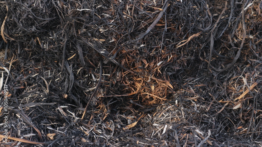 Black and brown ashes from burned straw Background Black and brown ashes from burned straw Background