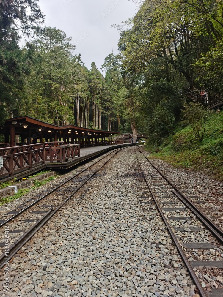 Fototapeta premium railway in the forest