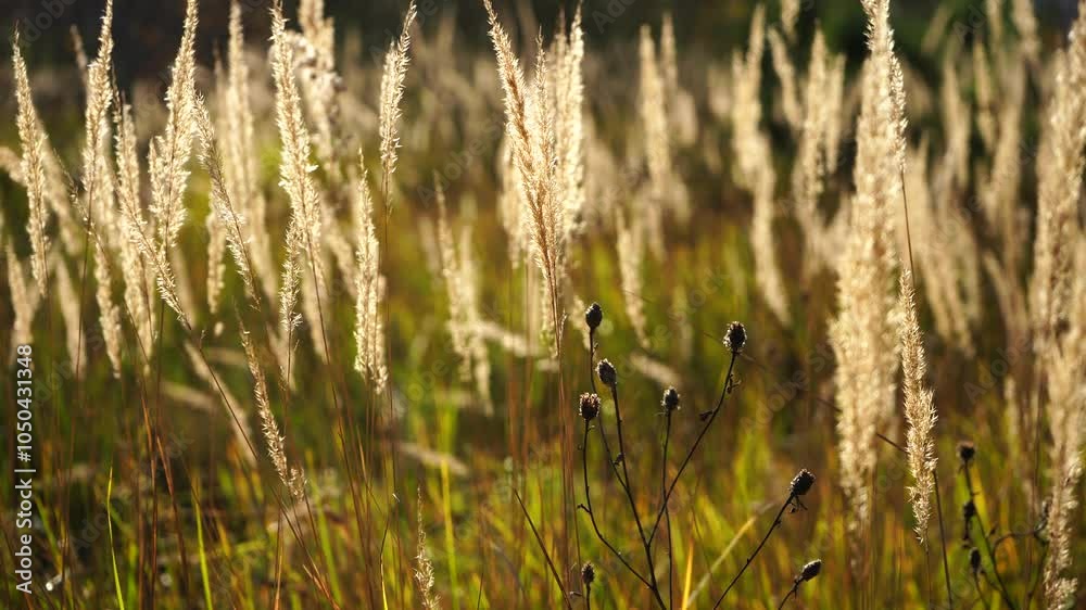 Witness the beauty of autumn grass swaying gently in the wind. This soothing video captures the tranquil movement of grasses, reflecting nature's serene ambiance during the crisp fall season