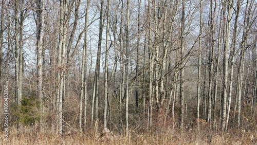 The wild forest view in the countryside of the city in winter