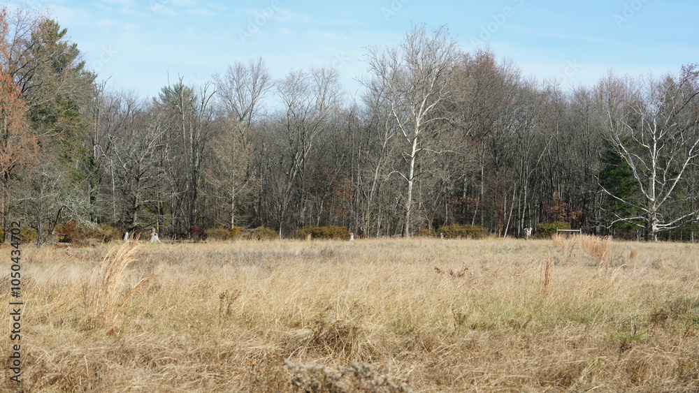 Obraz premium The wild forest view in the countryside of the city in winter