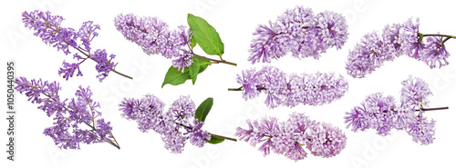 set of nine light violet lilac inflorescences