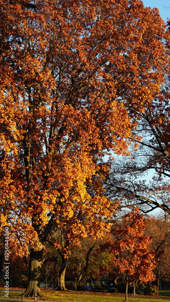 The beautiful Wshington DC city view in autumn The beautiful Wshington DC city view in autumn