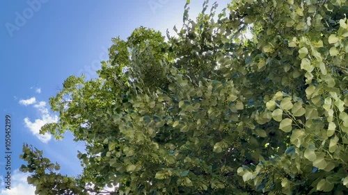 Sunshine from a tree