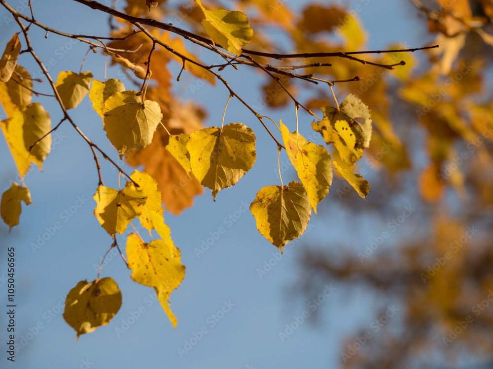 Obraz premium tree branches with autumn foliage