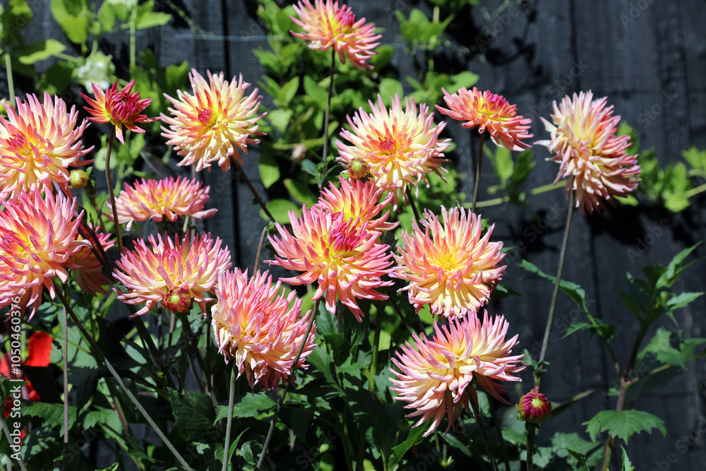 Bed of pink and yellow cactus Dahlia blooms, Suffolk England
Bed of pink and yellow cactus Dahlia blooms, Suffolk England