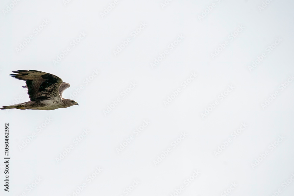 Fototapeta premium A bonelli's eagle flying away from its perched area on a water tank on the outskirts of Bhigwan, Maharastra 