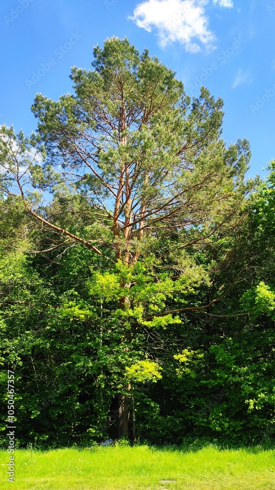 Fototapeta premium A tall conifer tree surrounded by lush greenery under a clear blue sky in a serene forest setting during daytime