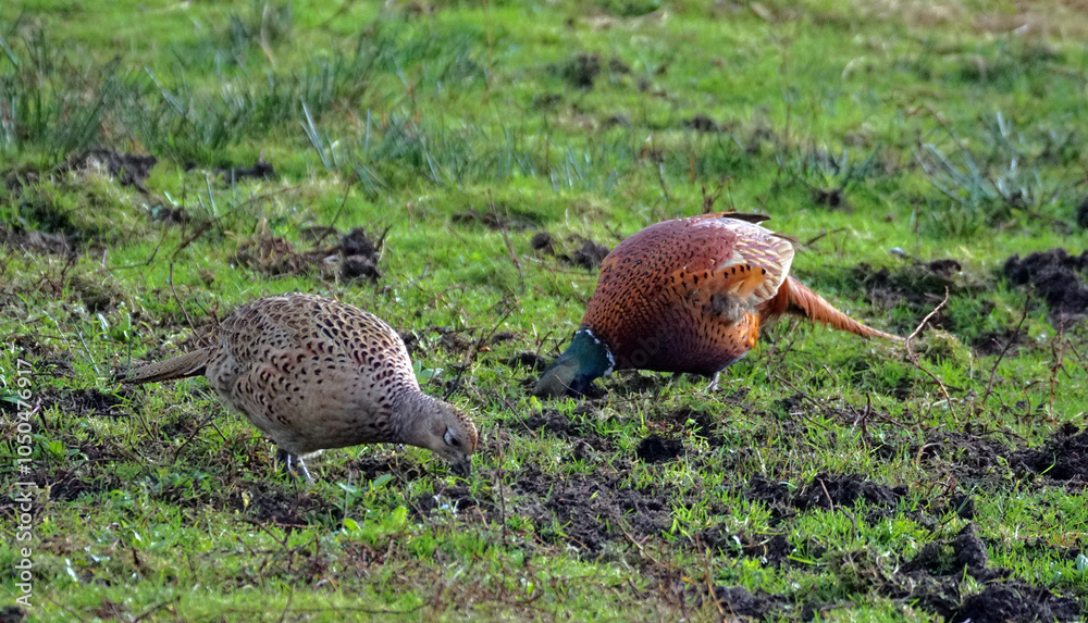 Obraz premium Der Hahnund sein Harem