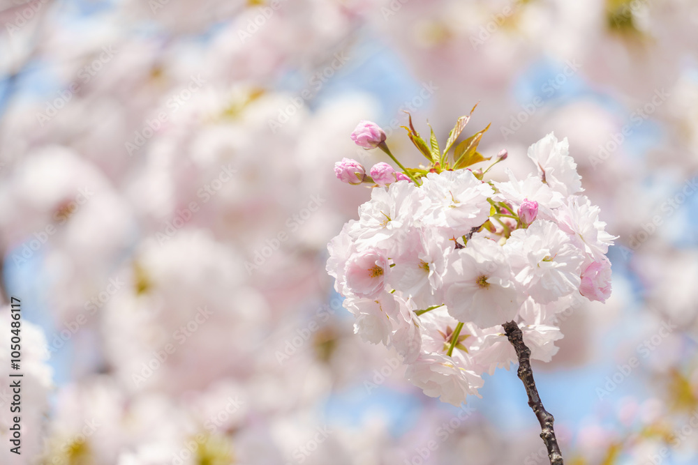 Fototapeta premium 満開のピンクの八重桜と青空