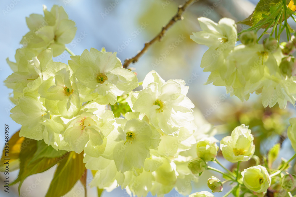 緑の桜「御衣黄(ギョイコウ)」と青空