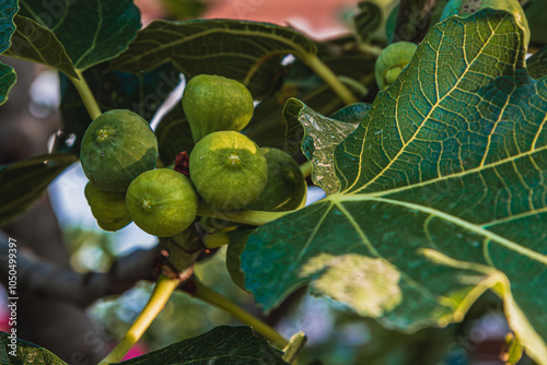 Krk Croatia 27..06.24A few small green figs on a branch photo