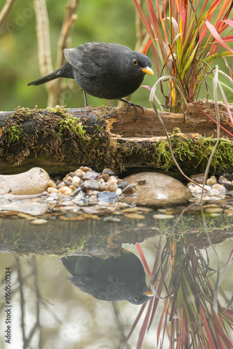 Amsel