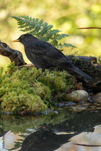 Amsel