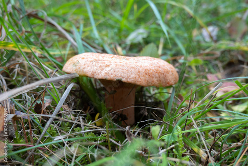 Schöne essbare Lactarius deliciosus Pilze im Herbst  photo