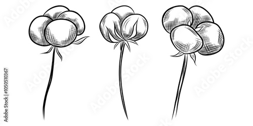Cotton plants Set, cotton plant balls set, engraving, black and white