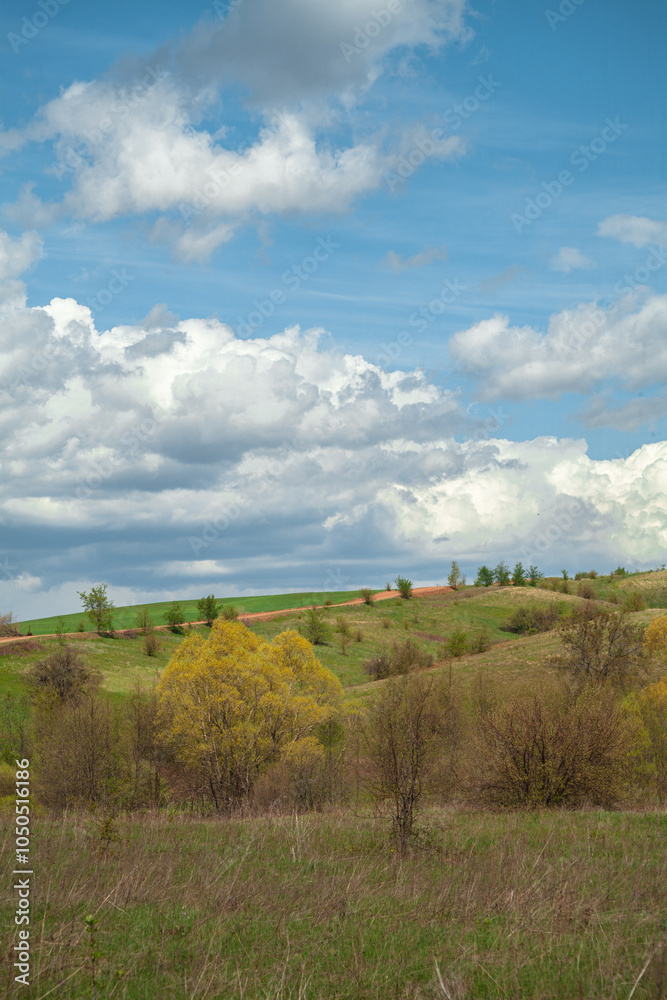 Panorama of the landscape. forest area. forest clearing. Beautiful forest. blue sky with beautiful clouds. with summer flowers. park area. Panorama of the landscape. forest area. forest clearing. Beautiful forest. blue sky with beautiful clouds. with summer flowers. park area.