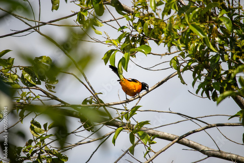 The corrupião, also known as concriz, sofrê, sujo or xofreu, is a species of bird in the Icteridae family. It is an endemic species of Brazil. Its song is very melodious and it has the remarkable abil photo