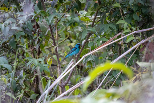 Dacnis cayana, conhecido popularmente por saí-azul ou saí-bicudo, é uma ave passeriforme da família Thraupidae. photo