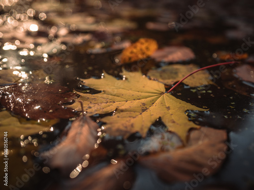 fallen leaves on the water