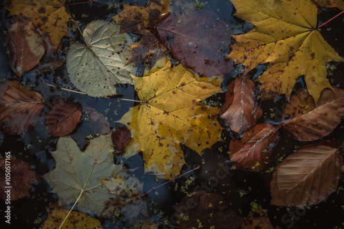 fallen leaves on the water