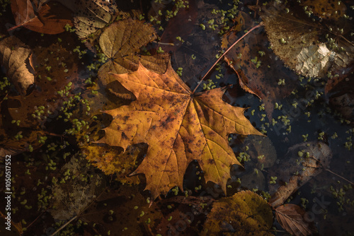 fallen leaves on the water