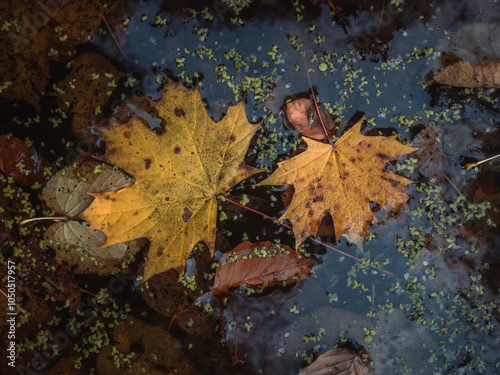 fallen leaves on the water
