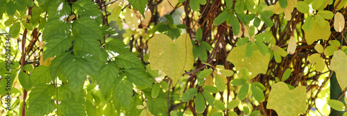 A tree with green leaves and a heart-shaped leaf on the right side. The heart-shaped leaf is surrounded by other leaves, and it stands out as a unique and beautiful feature of the tree