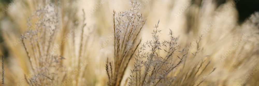 Fototapeta premium A field of dry grass with some brown leaves scattered throughout. The grass is tall and the leaves are dry and brown, giving the scene a somewhat desolate and barren appearance