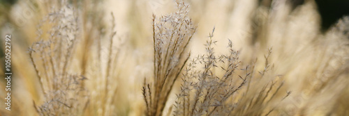 A field of dry grass with some brown leaves scattered throughout. The grass is tall and the leaves are dry and brown, giving the scene a somewhat desolate and barren appearance