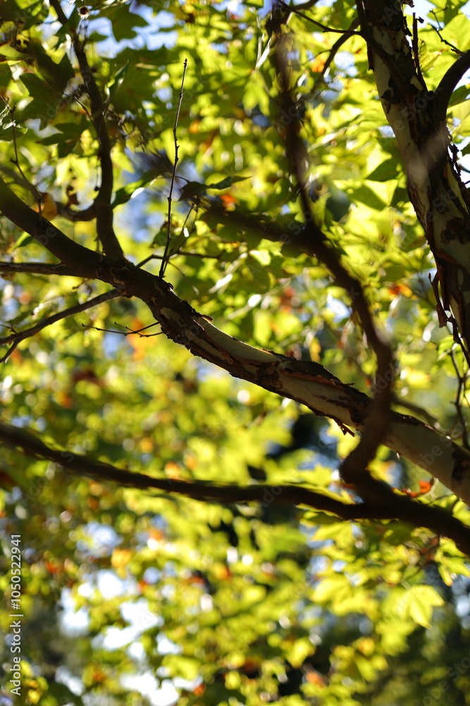 Obraz premium A tree branch is shown in a bright green color. The sunlight is shining on the branch, making it look very lively and full of life