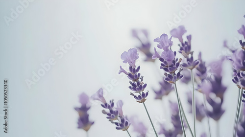 A close-up of lavender flowers against a soft background, evoking tranquility and nature.