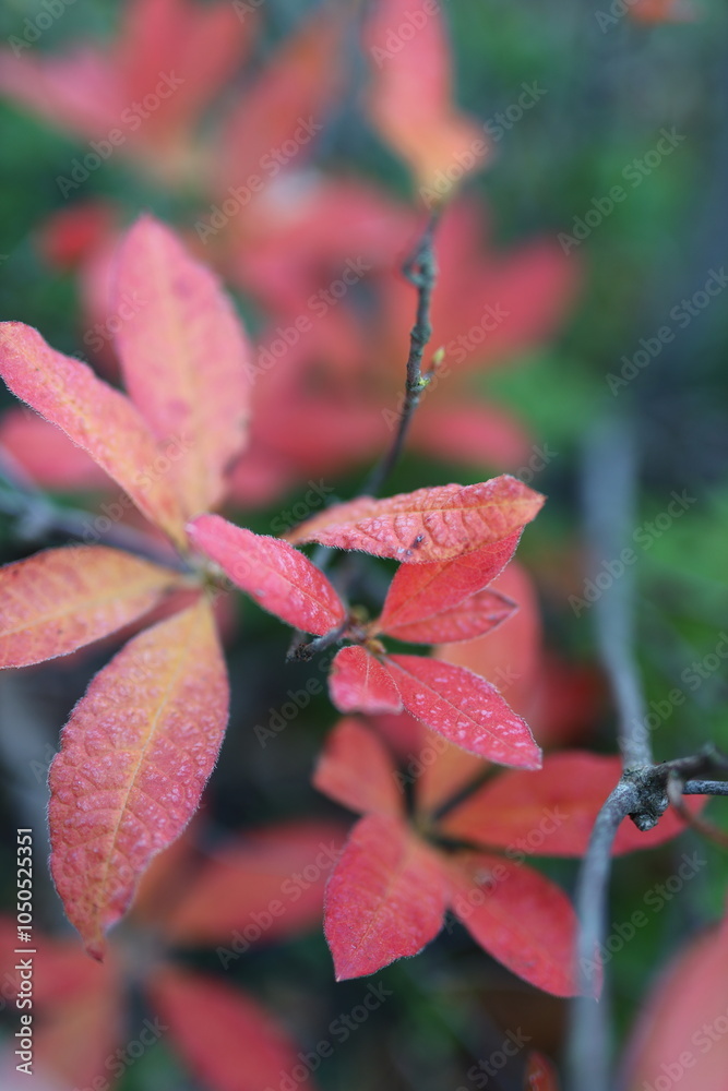 A close up of a leafy plant with red leaves. The leaves are wet and shiny, and the plant is surrounded by green foliage. Concept of freshness and vitality A close up of a leafy plant with red leaves. The leaves are wet and shiny, and the plant is surrounded by green foliage. Concept of freshness and vitality