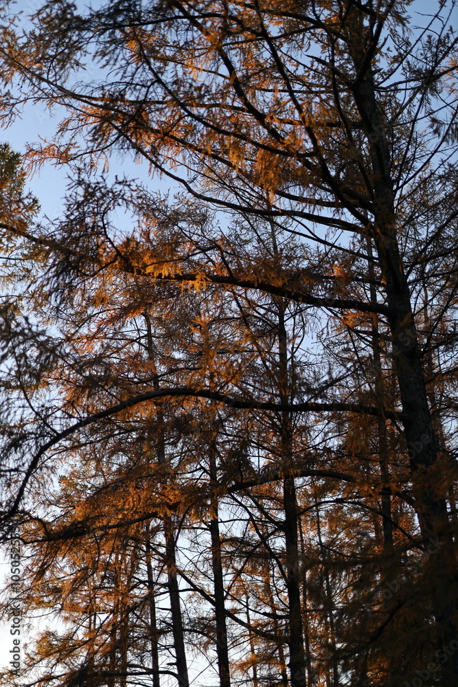 The trees are bare and have no leaves. The sky is blue and clear. The trees are tall and have a lot of branches The trees are bare and have no leaves. The sky is blue and clear. The trees are tall and have a lot of branches