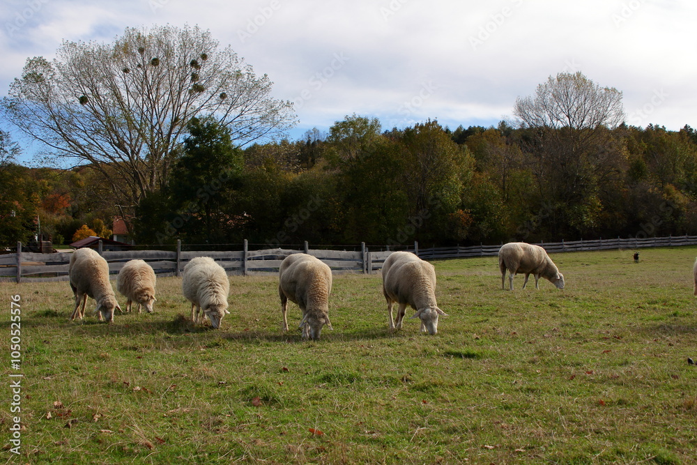 Obraz premium Sheep eat grass in a field.