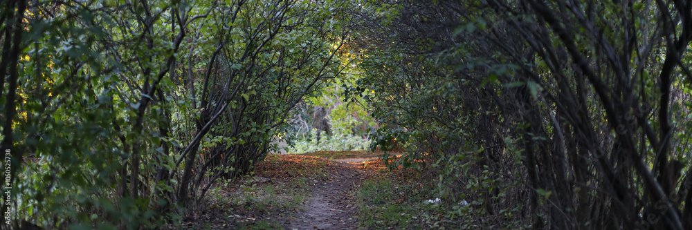 Fototapeta premium A path through a forest with trees on either side. The path is narrow and the trees are tall