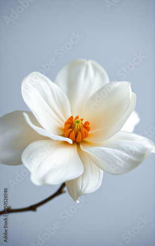 White magnolia flower bud close-up on a plain background. Beautiful photo for interior decoration.