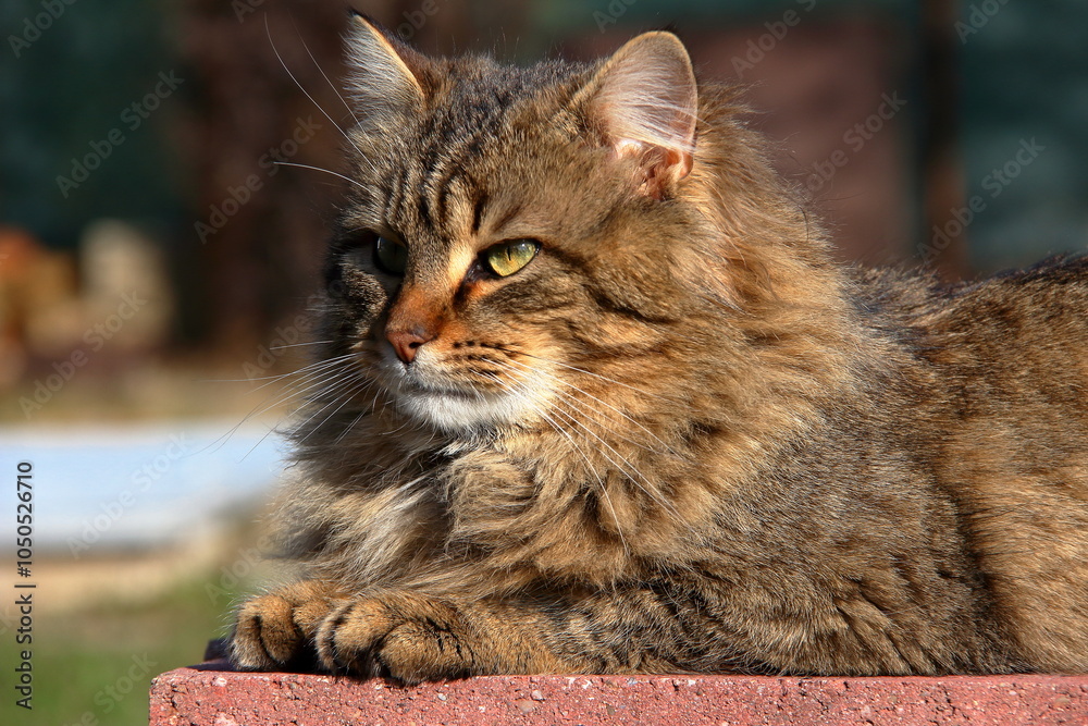 Obraz premium Domestic cat.