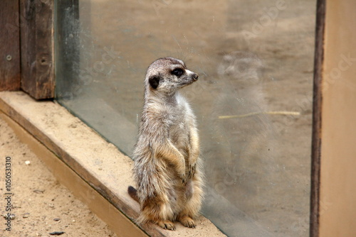 Canvas Print Curious meerkat