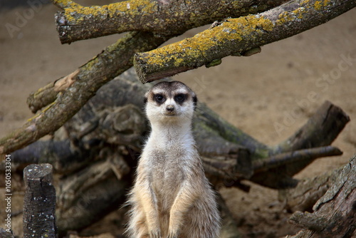  Curious meerkat.