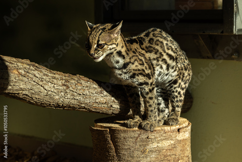 A feline beast ocelot climbing a tree trunk with a dark background.(Leopardus pardalis)