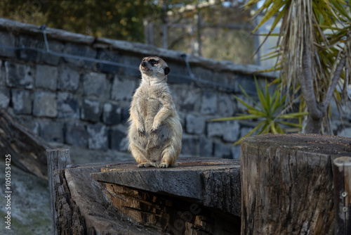 Meerkat standing on a wooden stump with a stone wall in the background. (Suricata suricatta)