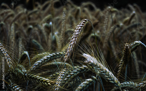 close-up of wheat grains in field