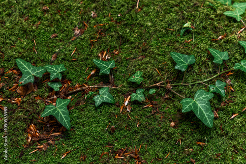 autumn leaves in the forest