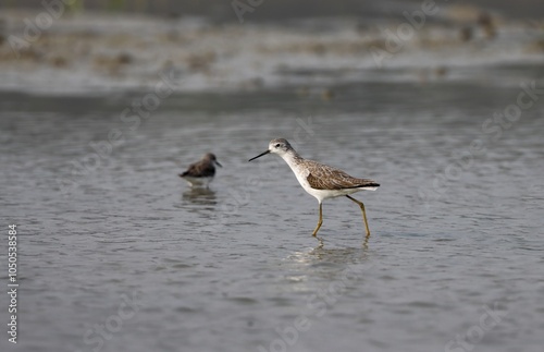 Marsh sandpiper walking in water.marsh sandpiper is a medium-sized sandpiper, similar to a greenshank but more slender with a fine straight bill and long legs. photo